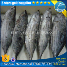 Wholesale Health Food Frozen Skipjack Fish Seafood